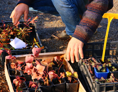 Journée “Plantes & Savoirs”<br></span><p class=