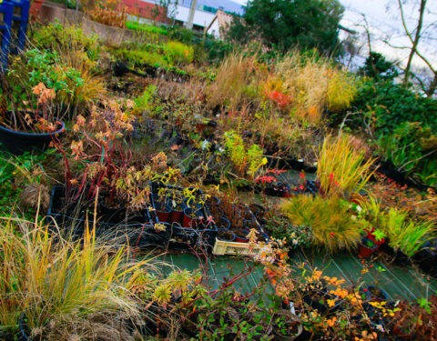 Journée “Plantes & Savoirs”<br></span><p class=